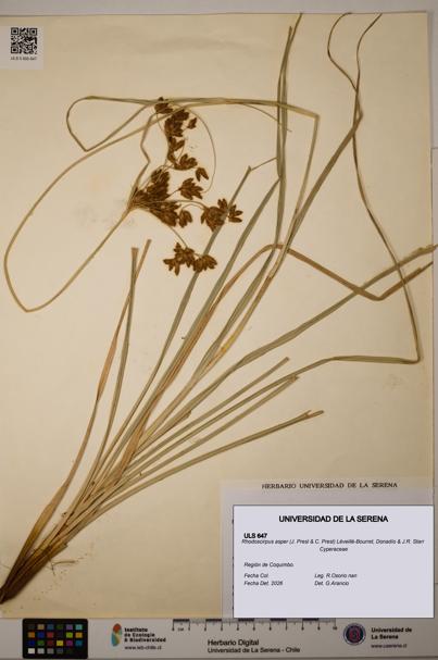 Rhodoscirpus asper [Espécimen: ]