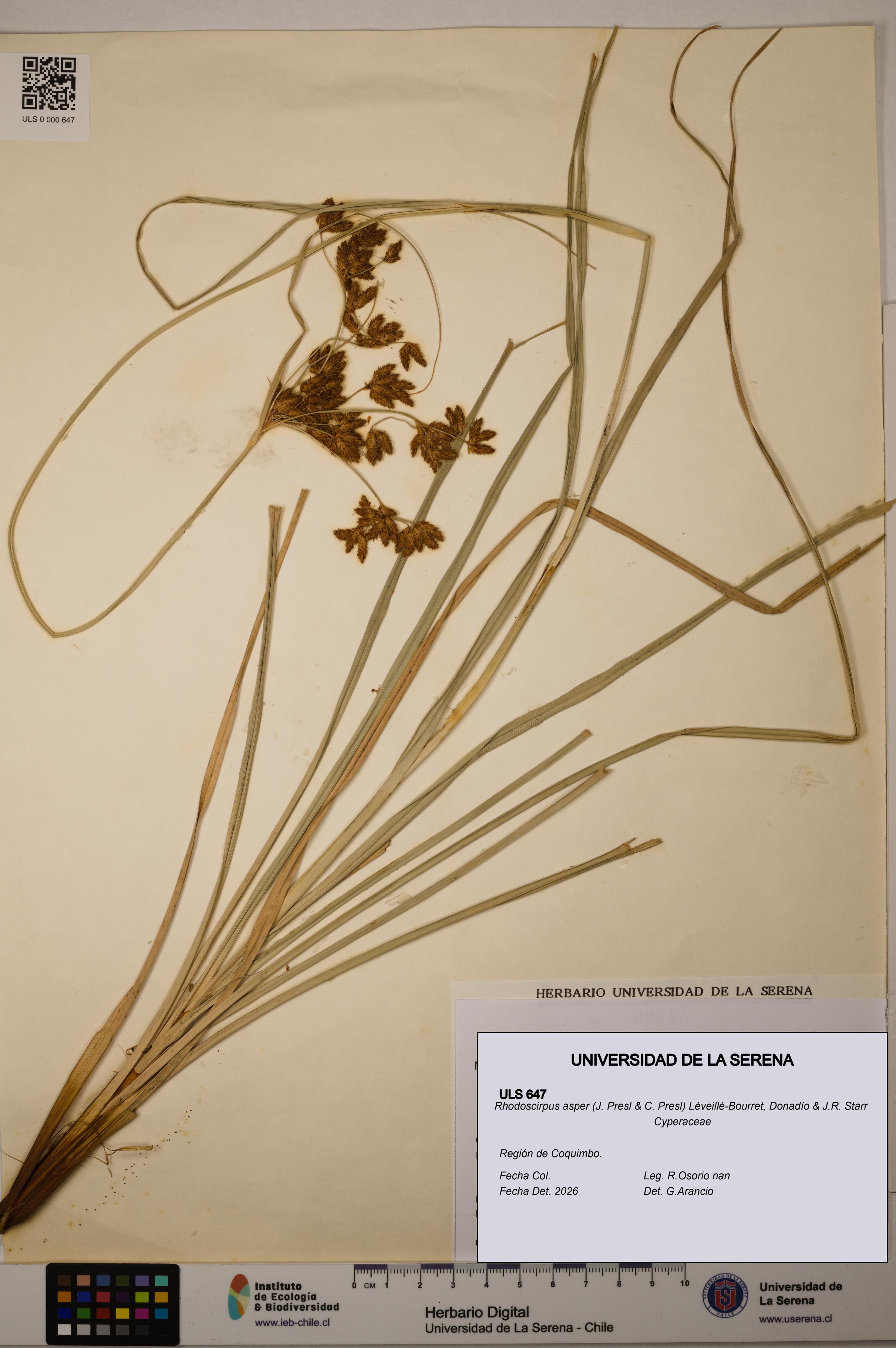 Rhodoscirpus asper [Espécimen: ]