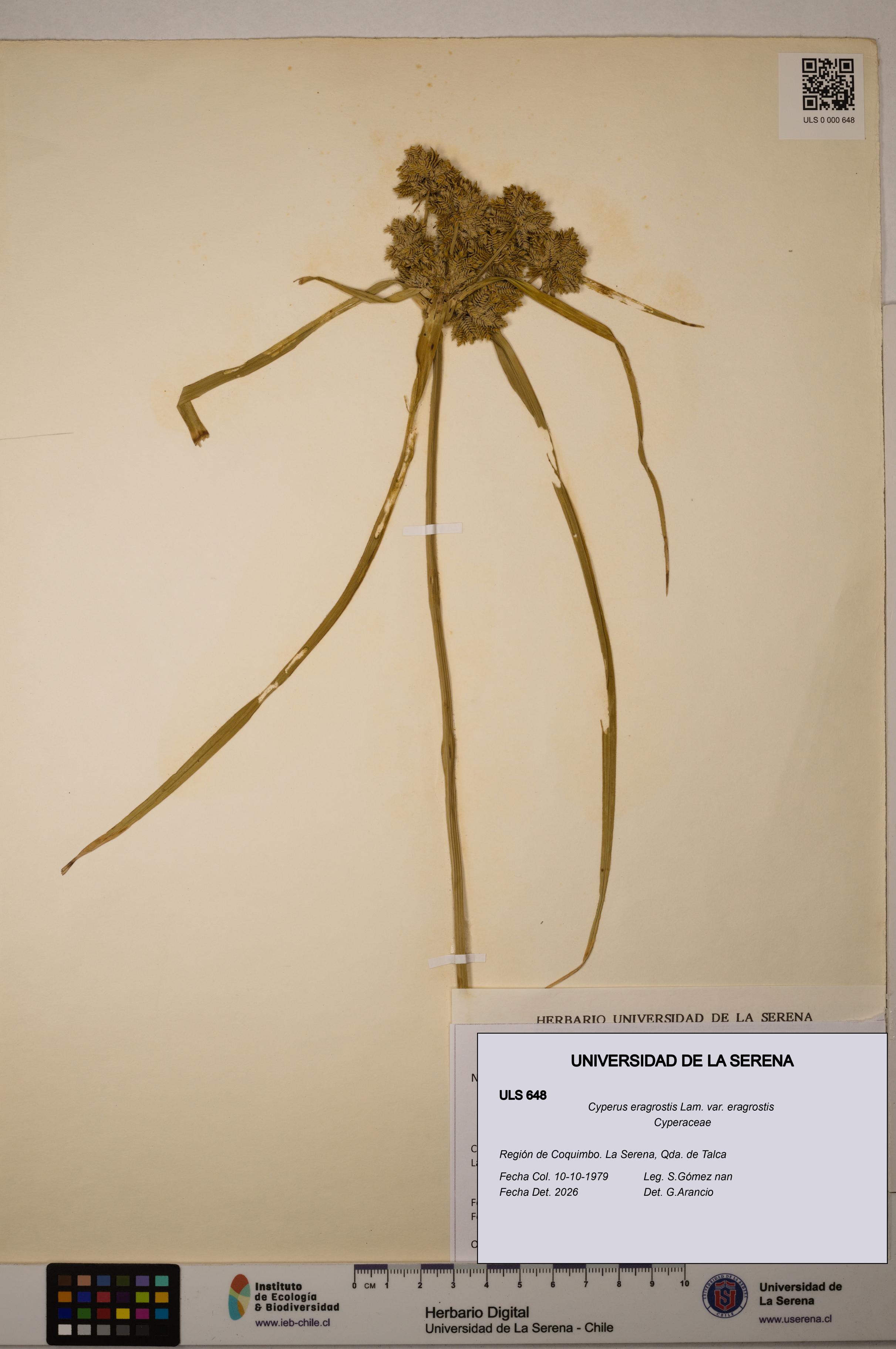 Cyperus eragrostis [Espécimen: ULS:ULS:0000648]