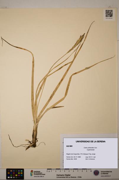 Carex phleoides [Espécimen: ULS:ULS:0000661]