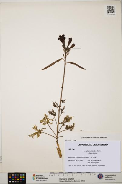 Argylia radiata [Espécimen: ULS:ULS:0000744]