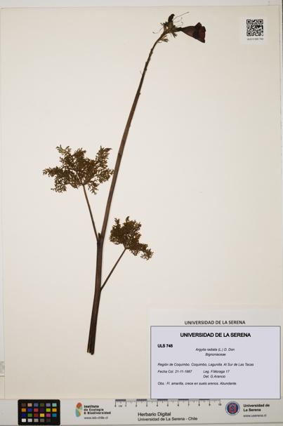 Argylia radiata [Espécimen: ULS:ULS:0000745]