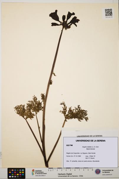 Argylia radiata [Espécimen: ULS:ULS:0000746]
