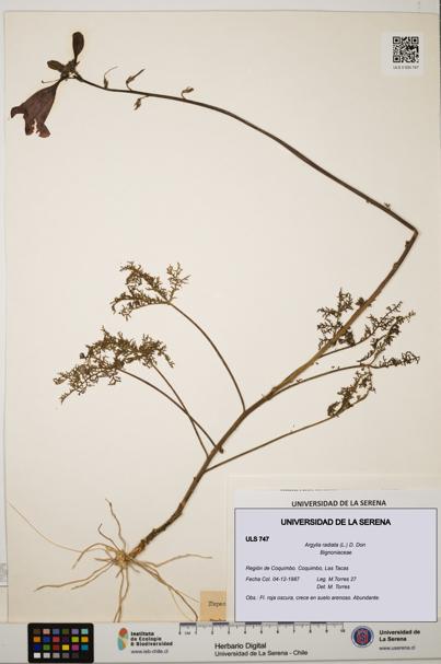 Argylia radiata [Espécimen: ULS:ULS:0000747]