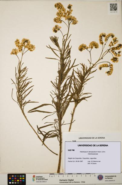 Heliotropium stenophyllum [Espécimen: ULS:ULS:0000748]