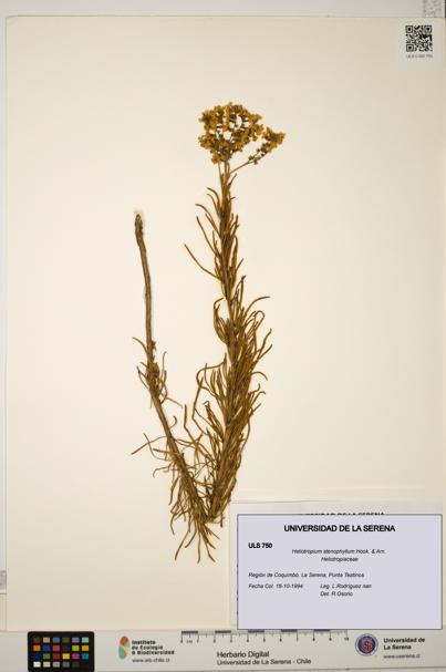 Heliotropium stenophyllum [Espécimen: ULS:ULS:0000750]