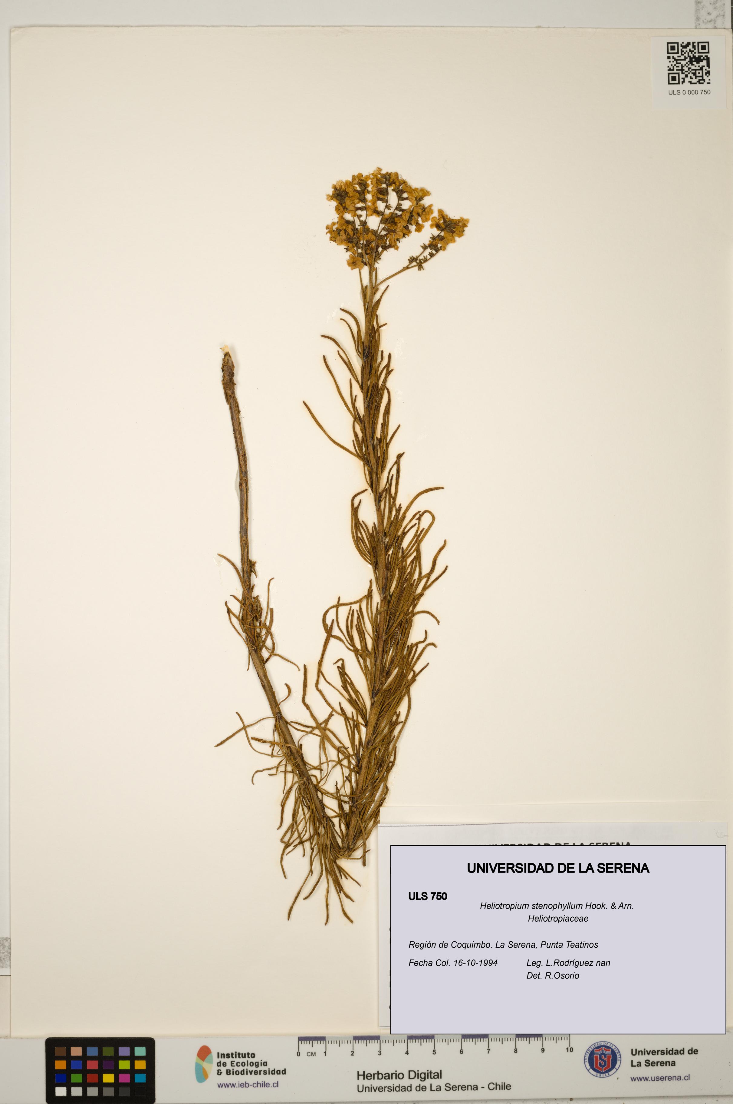 Heliotropium stenophyllum [Espécimen: ULS:ULS:0000750]