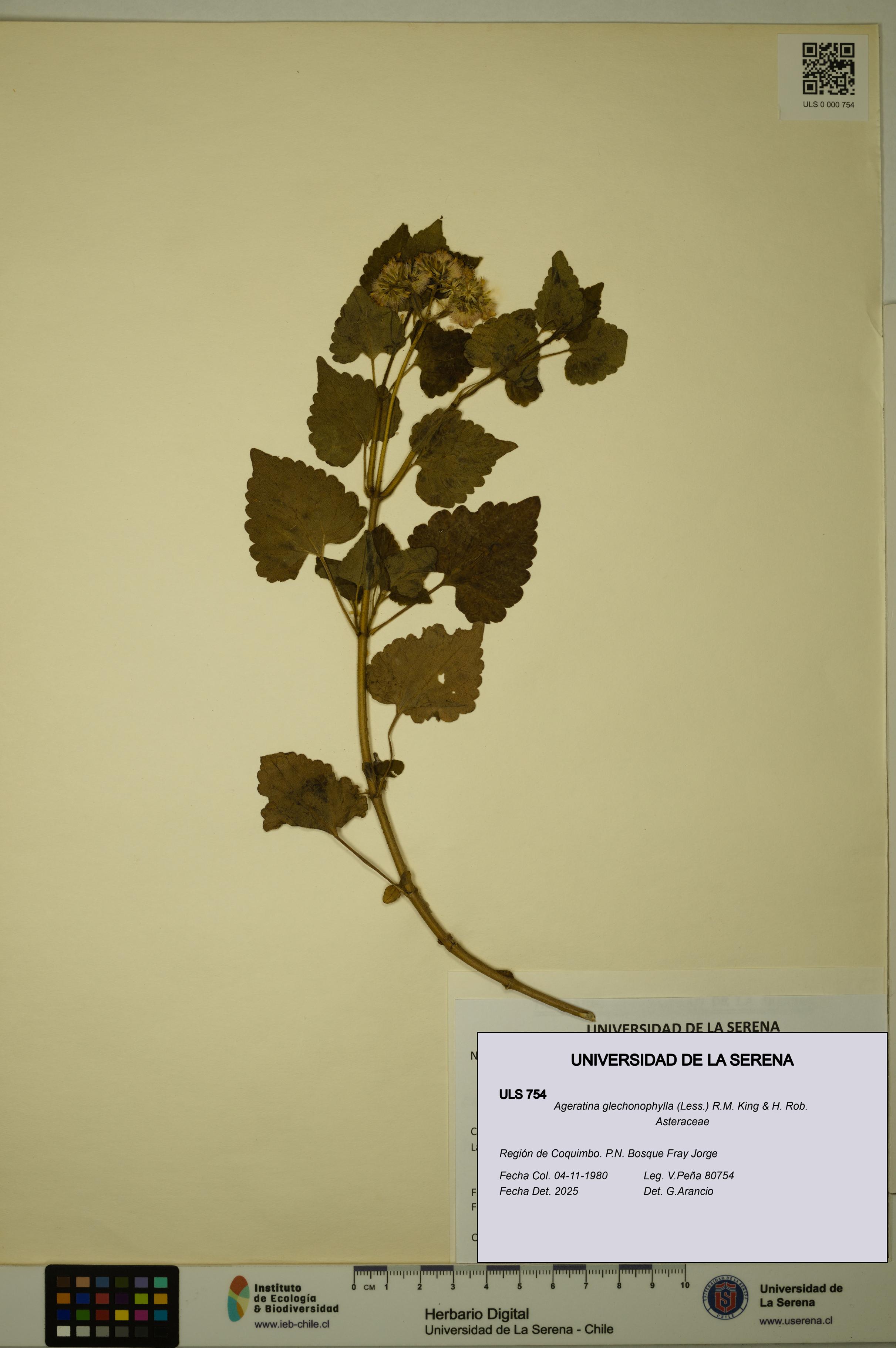 Ageratina glechonophylla [Espécimen: ULS:ULS:0000754]