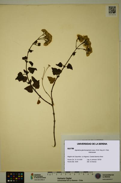 Ageratina glechonophylla [Espécimen: ULS:ULS:0000755]