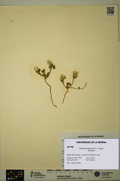Chaetanthera glabrata [Espécimen: ULS:ULS:0000756]