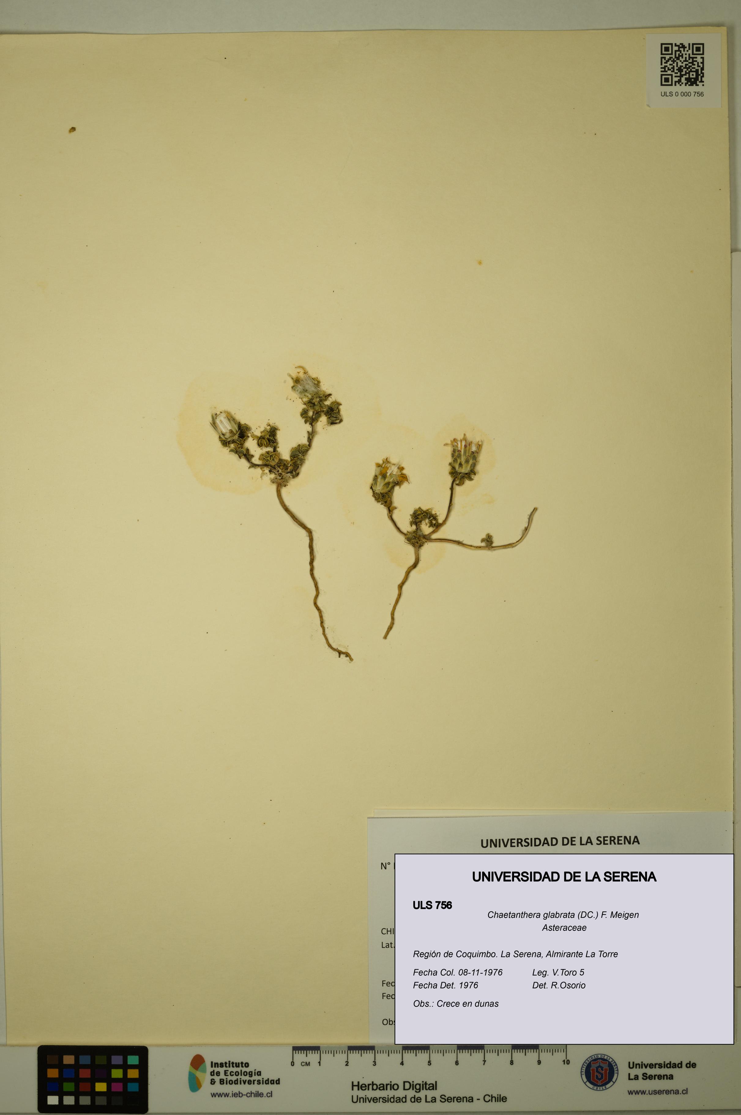 Chaetanthera glabrata [Espécimen: ULS:ULS:0000756]