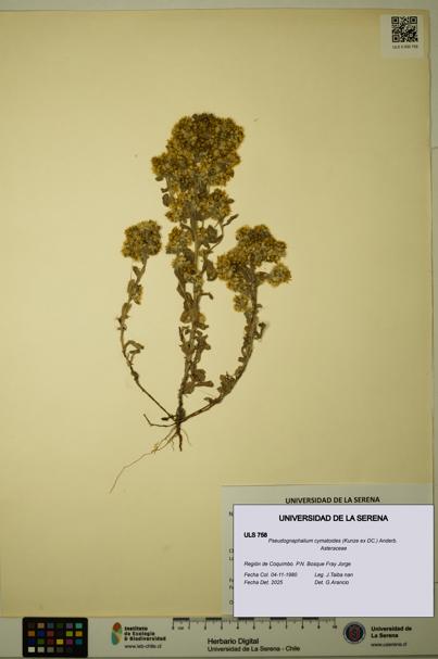 Pseudognaphalium cymatoides [Espécimen: ULS:ULS:0000758]