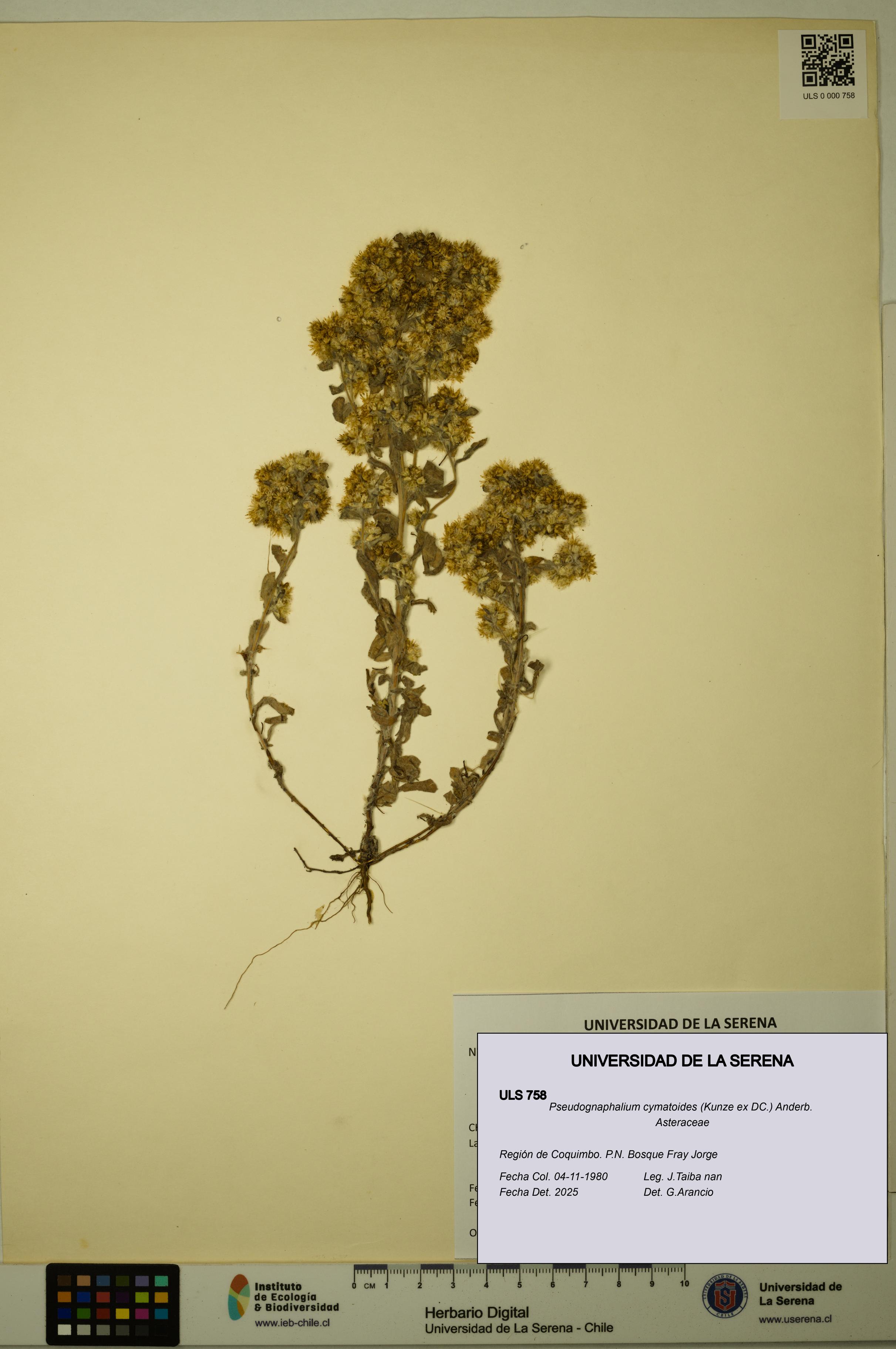 Pseudognaphalium cymatoides [Espécimen: ULS:ULS:0000758]