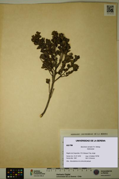 Baccharis vernalis [Espécimen: ULS:ULS:0000759]