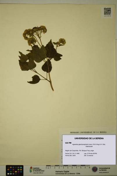 Ageratina glechonophylla [Espécimen: ULS:ULS:0000760]