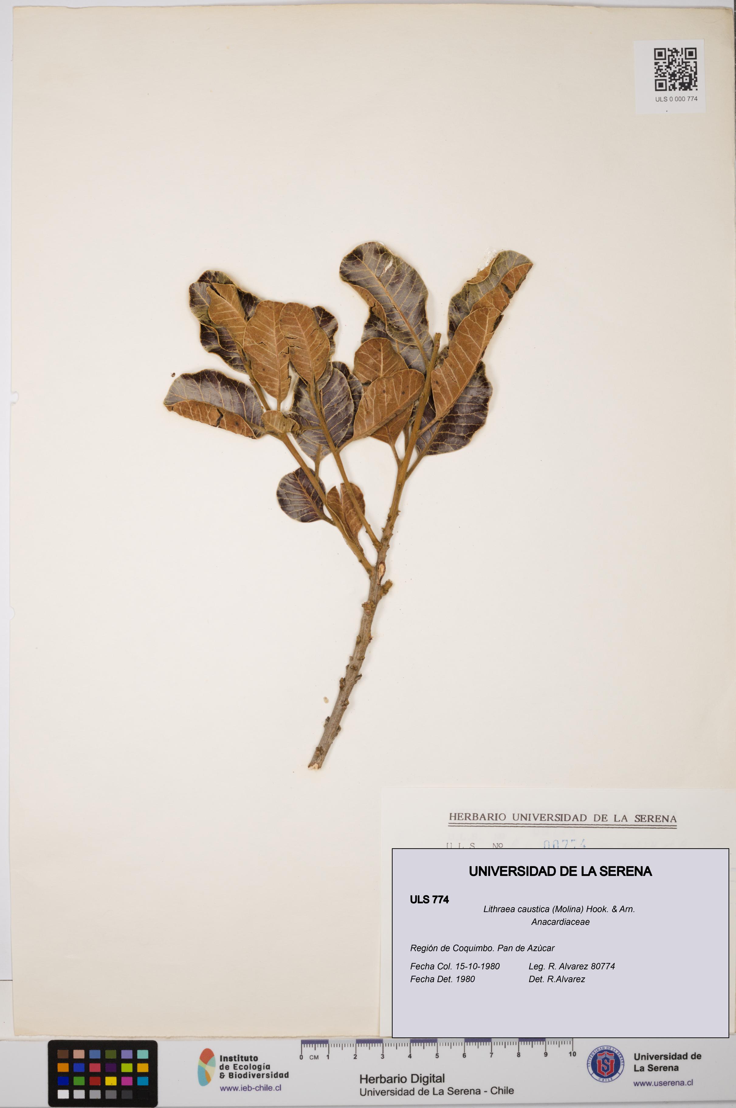 Lithraea caustica [Espécimen: ULS:ULS:0000774]