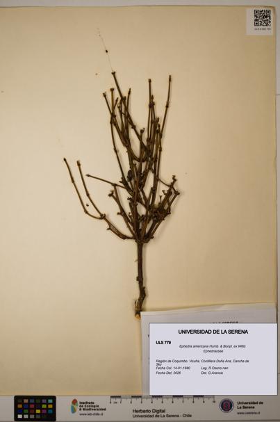 Ephedra americana [Espécimen: ULS:ULS:0000779]