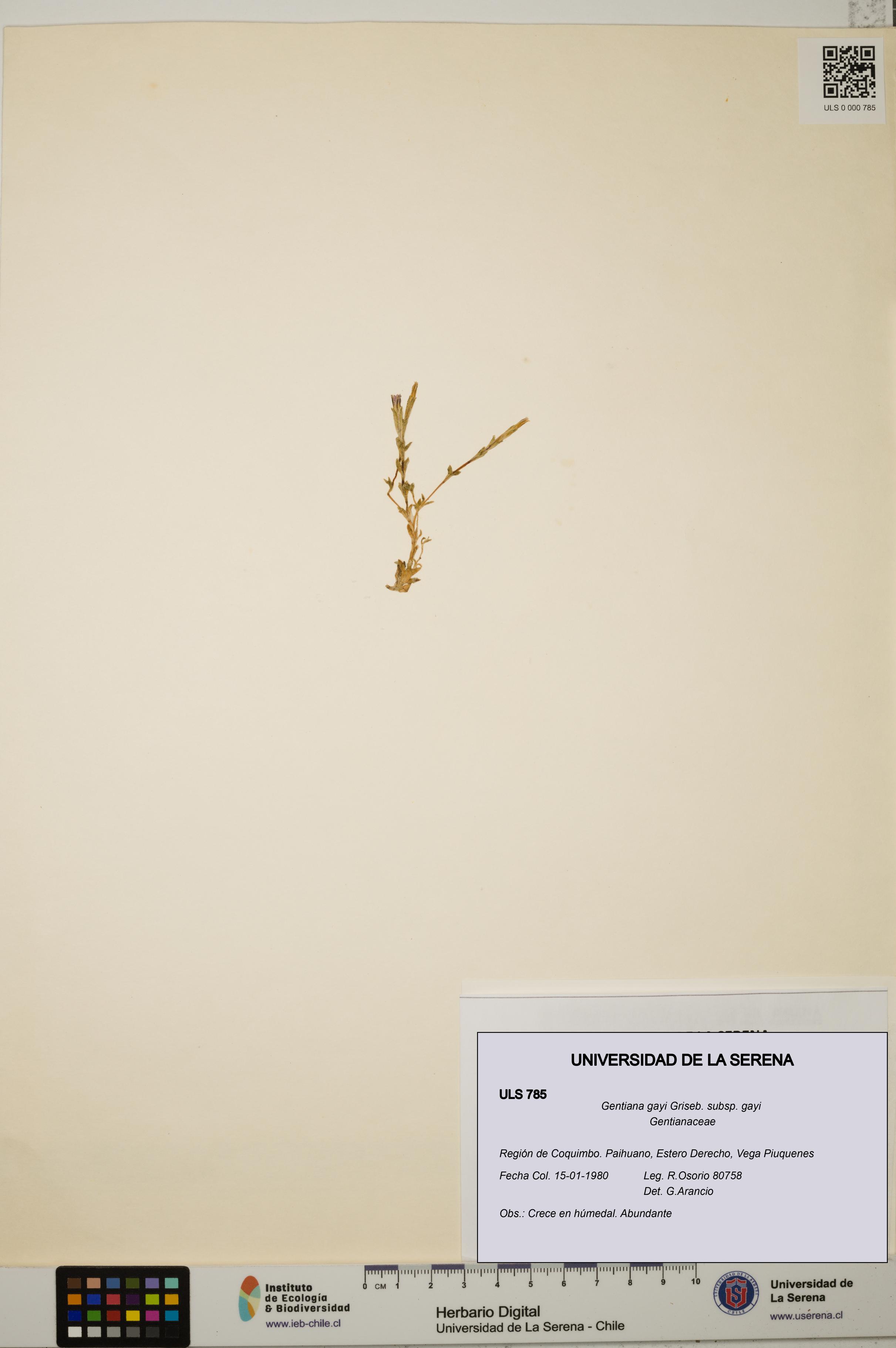 Gentiana gayi subsp. gayi [Espécimen: ULS:ULS:0000785]