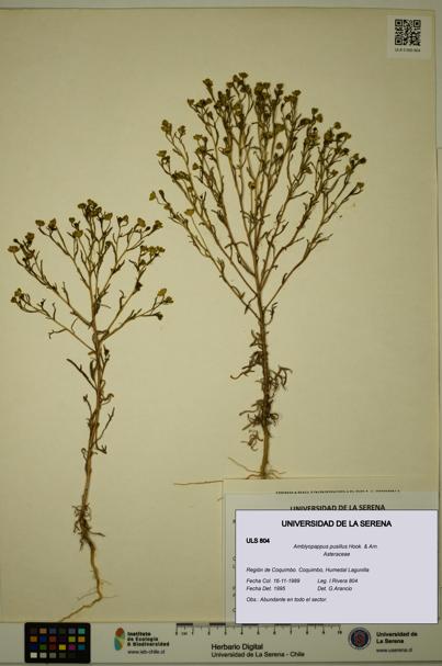 Amblyopappus pusillus [Espécimen: ULS:ULS:0000804]