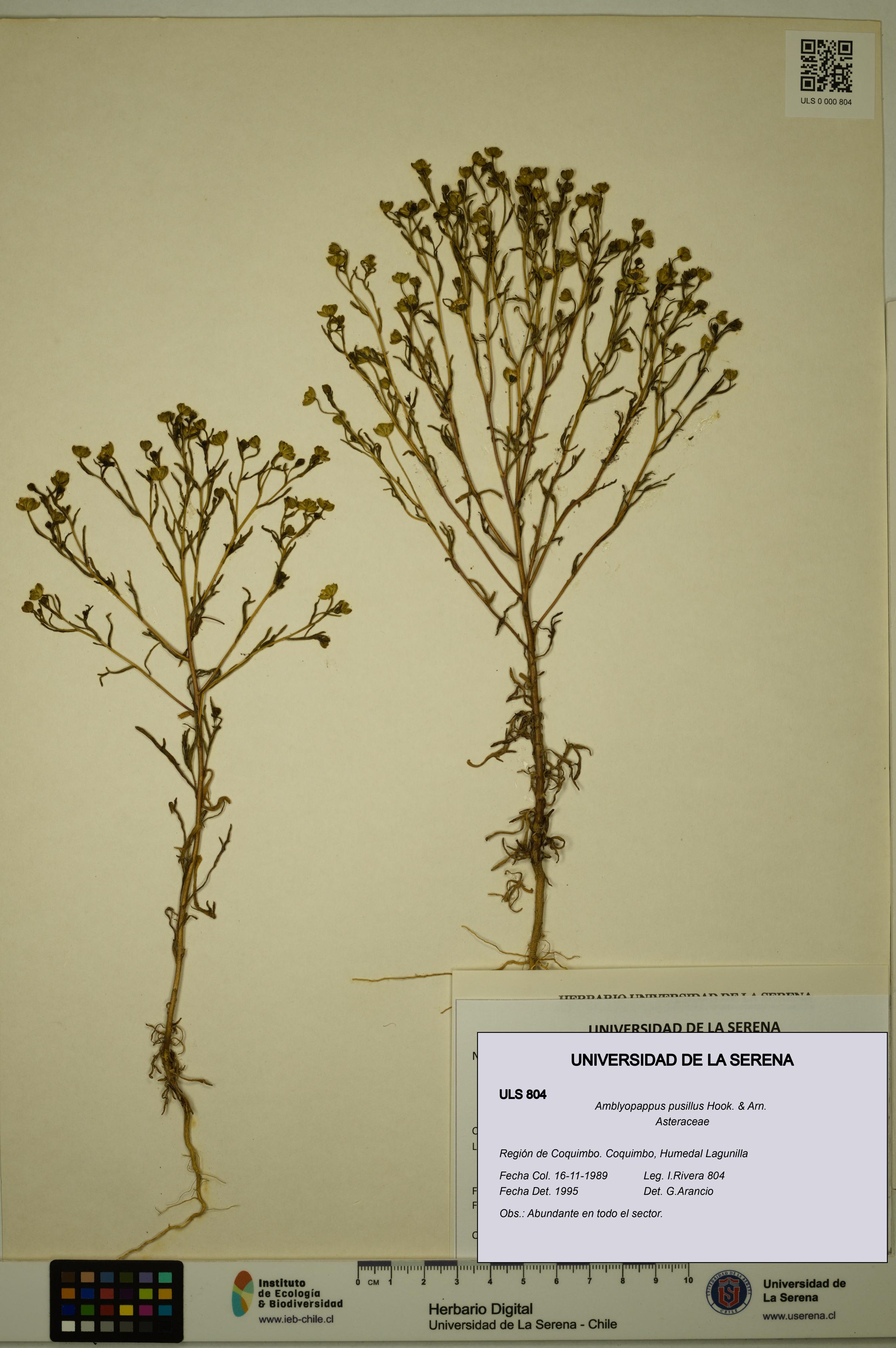 Amblyopappus pusillus [Espécimen: ULS:ULS:0000804]