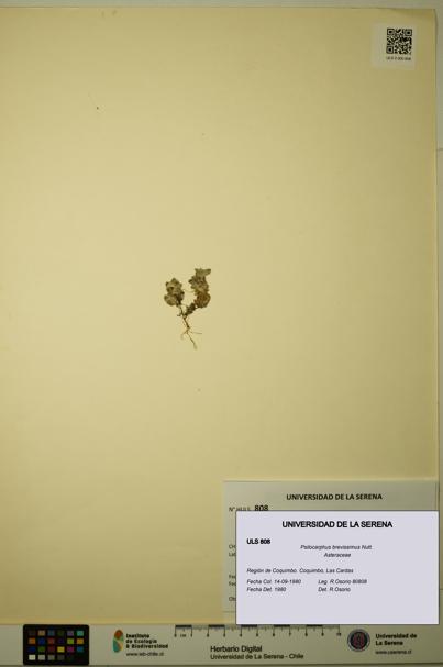 Psilocarphus brevissimus [Espécimen: ]