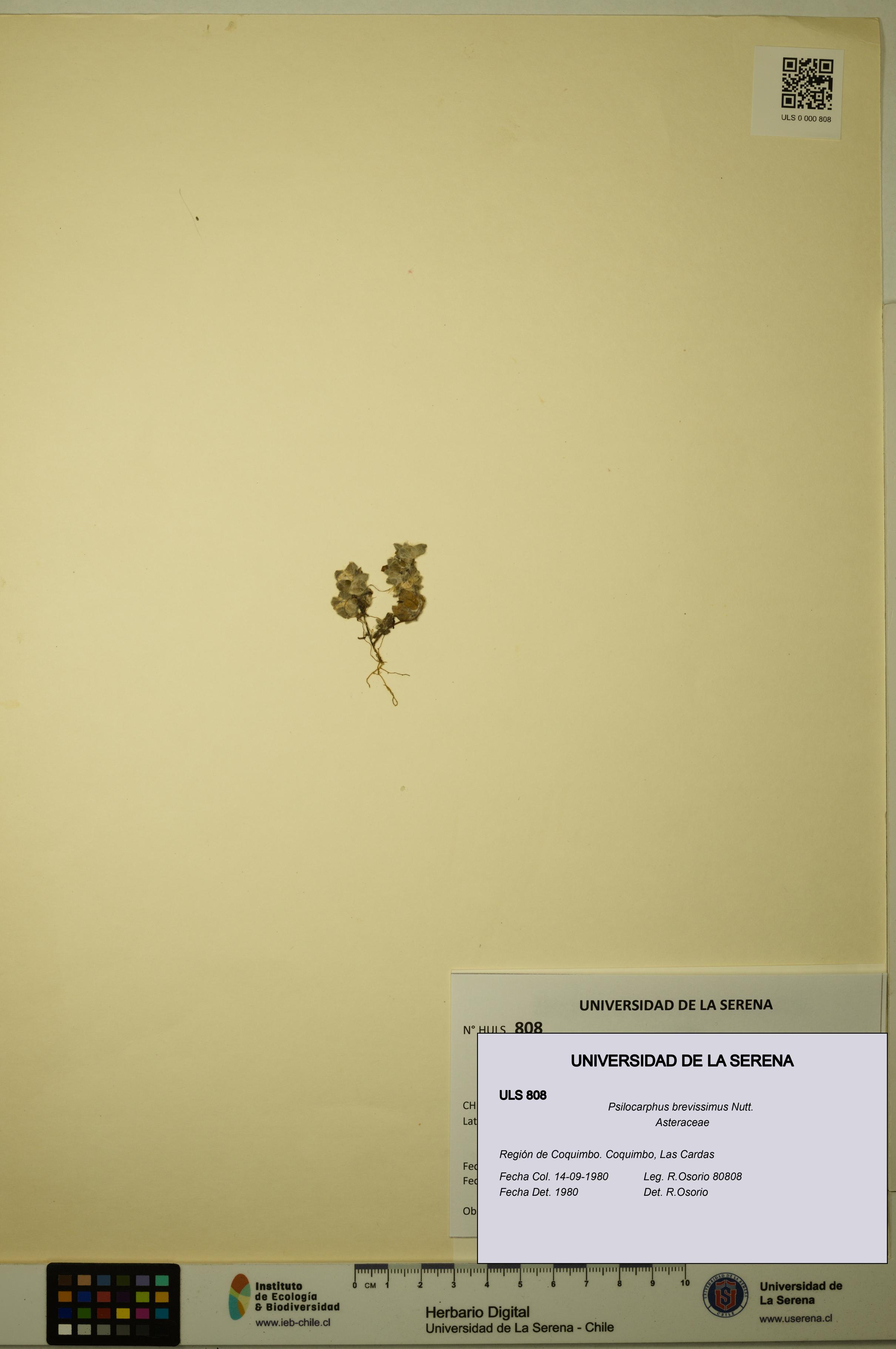 Psilocarphus brevissimus [Espécimen: ]