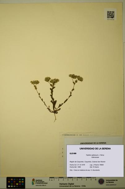 Triptilion gibbosum [Espécimen: ULS:ULS:0000809]