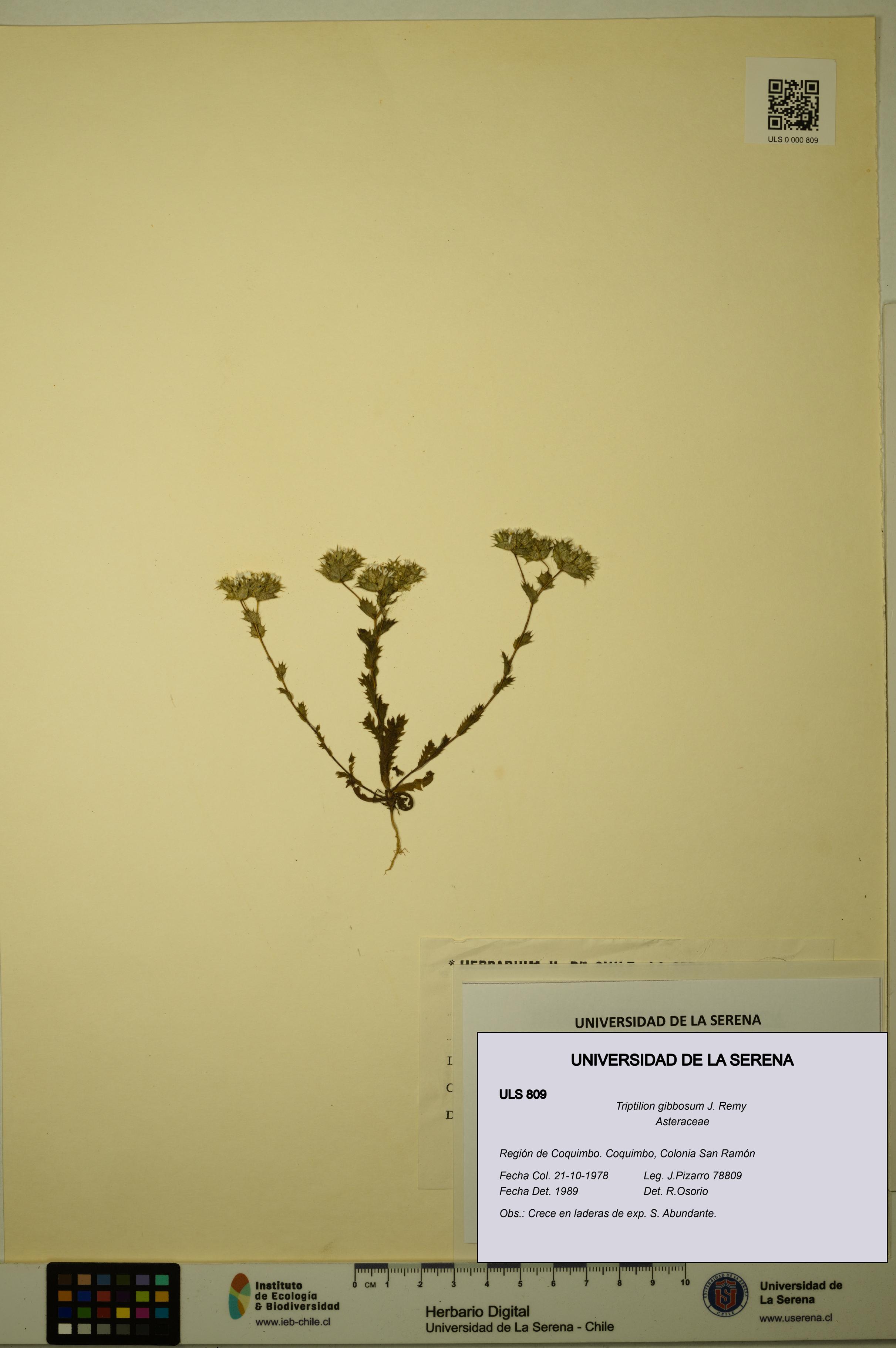 Triptilion gibbosum [Espécimen: ULS:ULS:0000809]