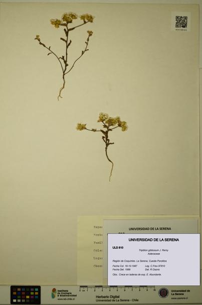 Triptilion gibbosum [Espécimen: ULS:ULS:0000810]