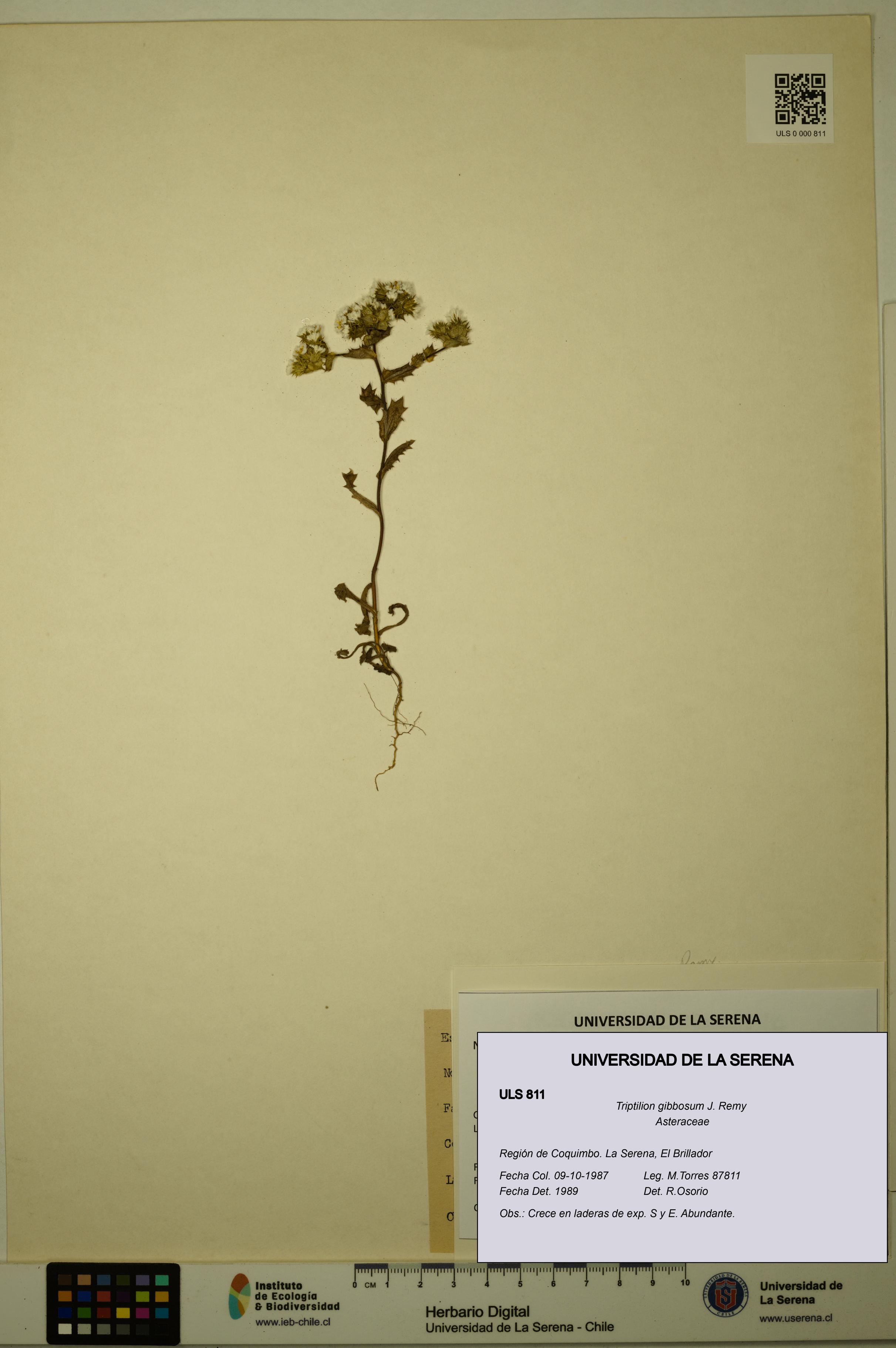 Triptilion gibbosum [Espécimen: ULS:ULS:0000811]