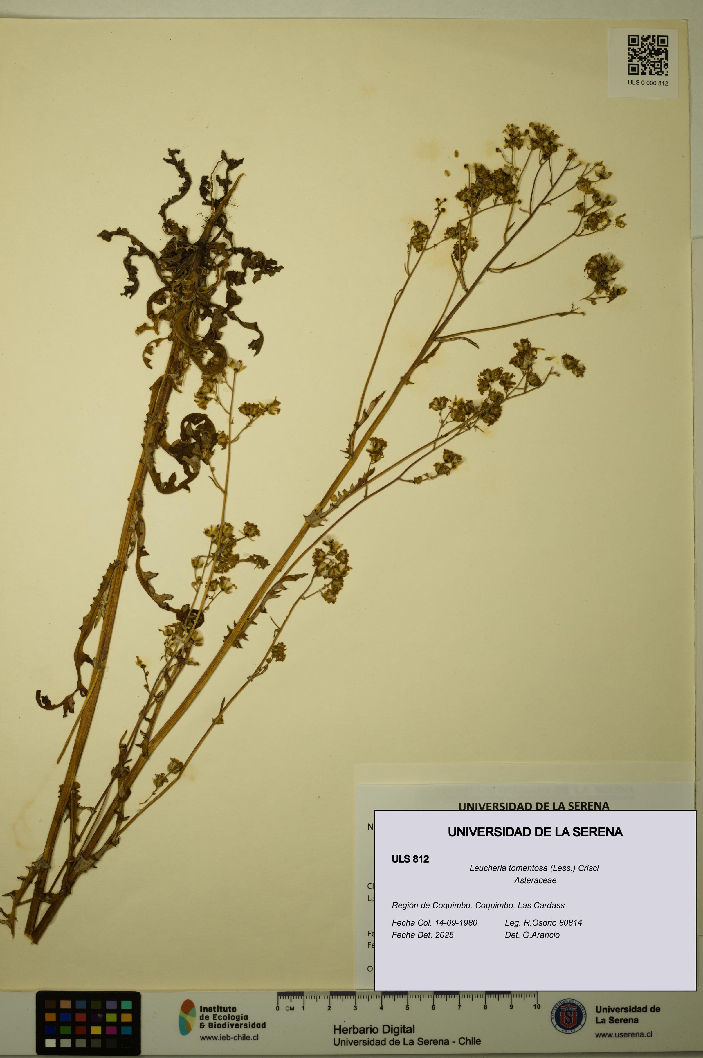 Leucheria tomentosa [Espécimen: ULS:ULS:0000812]