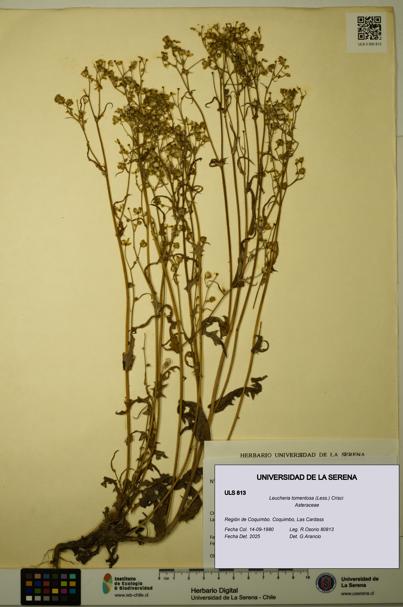 Leucheria tomentosa [Espécimen: ULS:ULS:0000813]