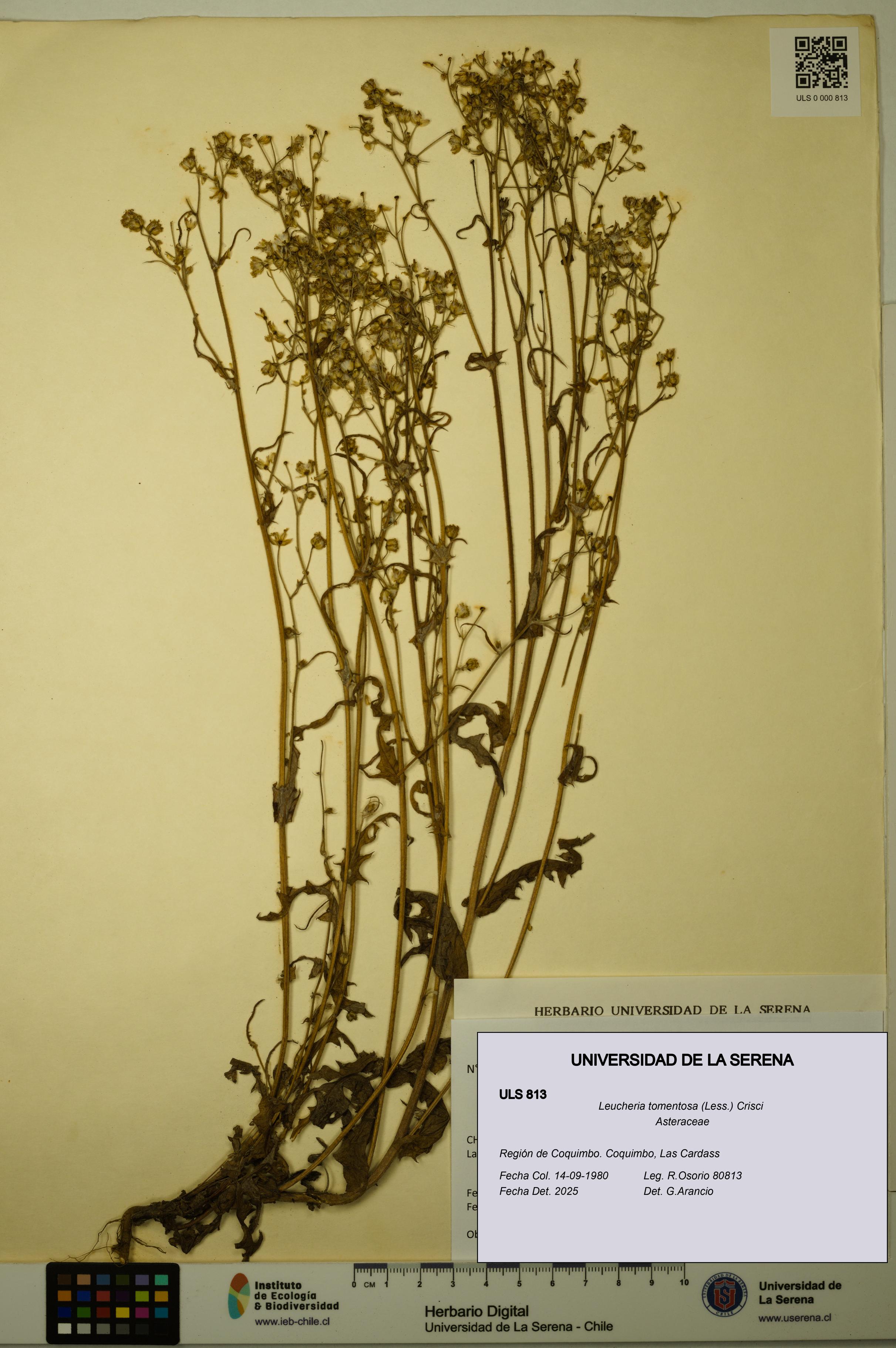 Leucheria tomentosa [Espécimen: ULS:ULS:0000813]