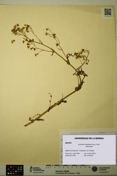 Leucheria tomentosa [Espécimen: ULS:ULS:0000814]