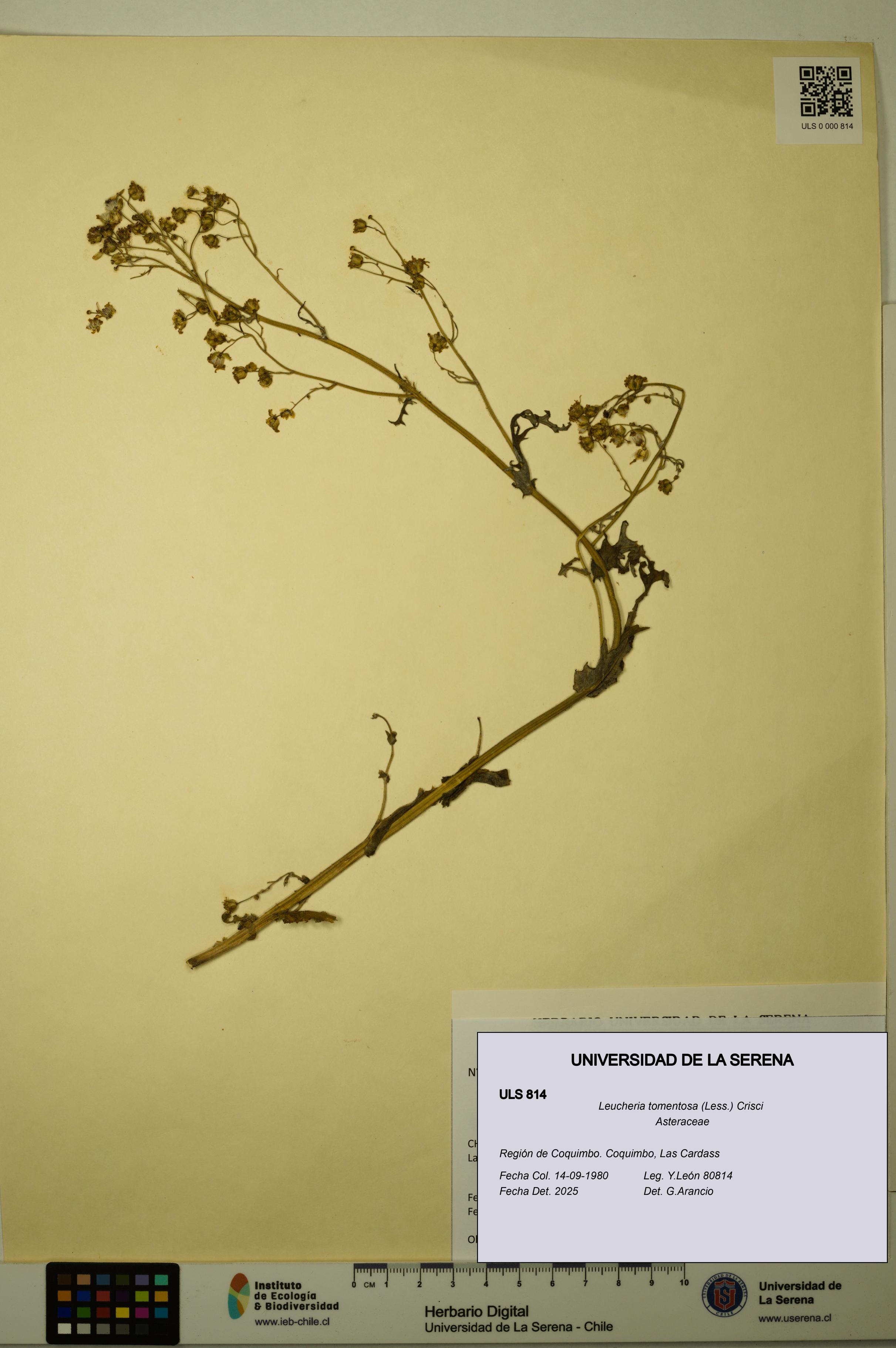 Leucheria tomentosa [Espécimen: ULS:ULS:0000814]