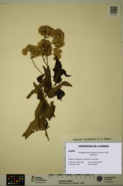Aristeguietia salvia [Espécimen: ULS:ULS:0000821]