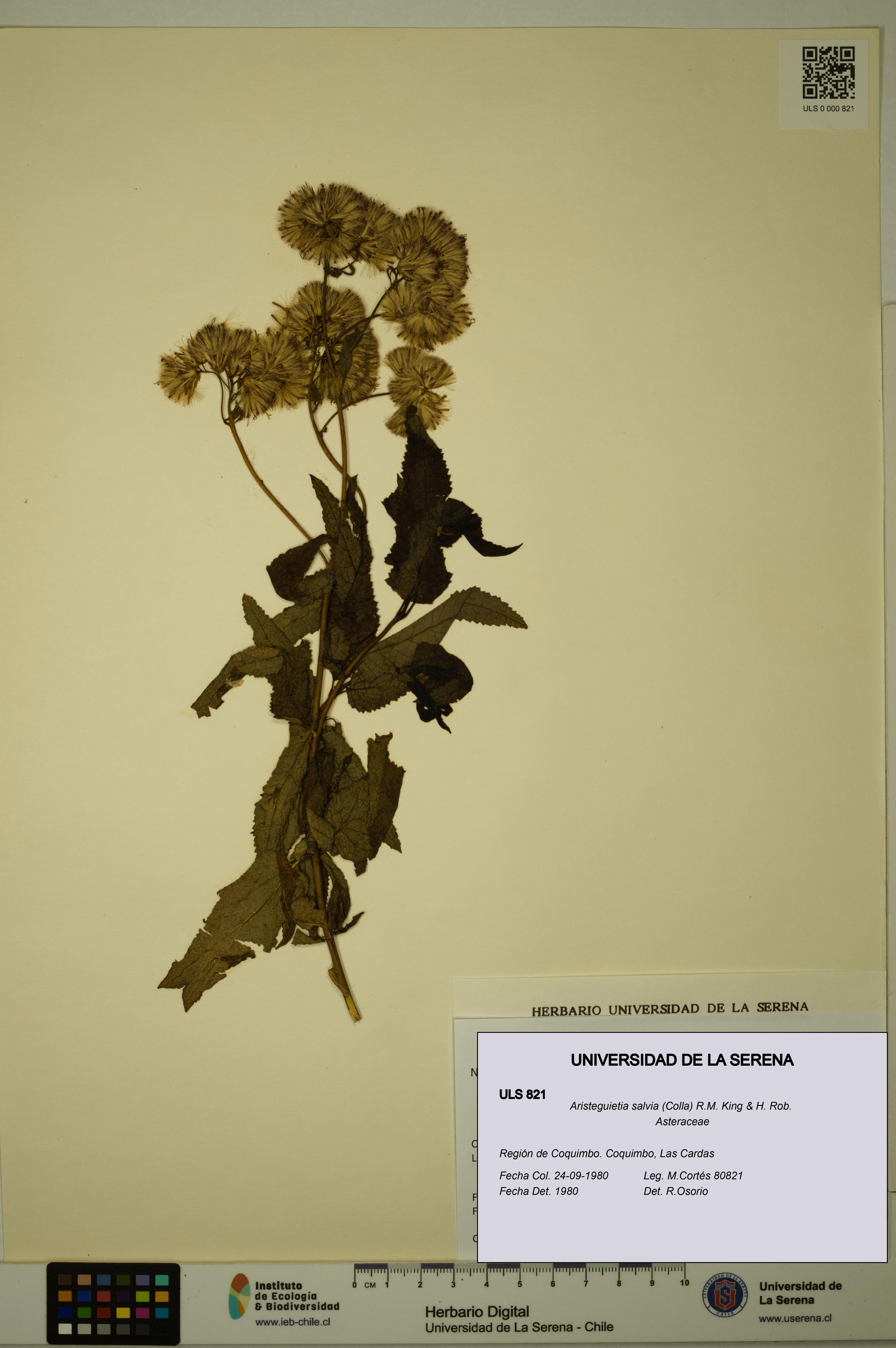 Aristeguietia salvia [Espécimen: ULS:ULS:0000821]