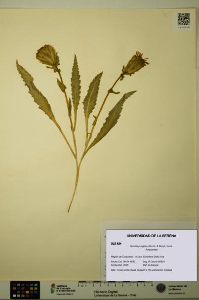 Perezia pungens [Espécimen: ULS:ULS:0000824]