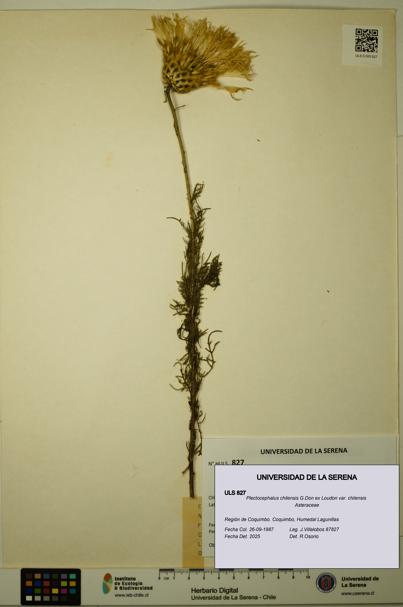 Plectocephalus chilensis var. chilensis [Espécimen: ULS:ULS:0000827]