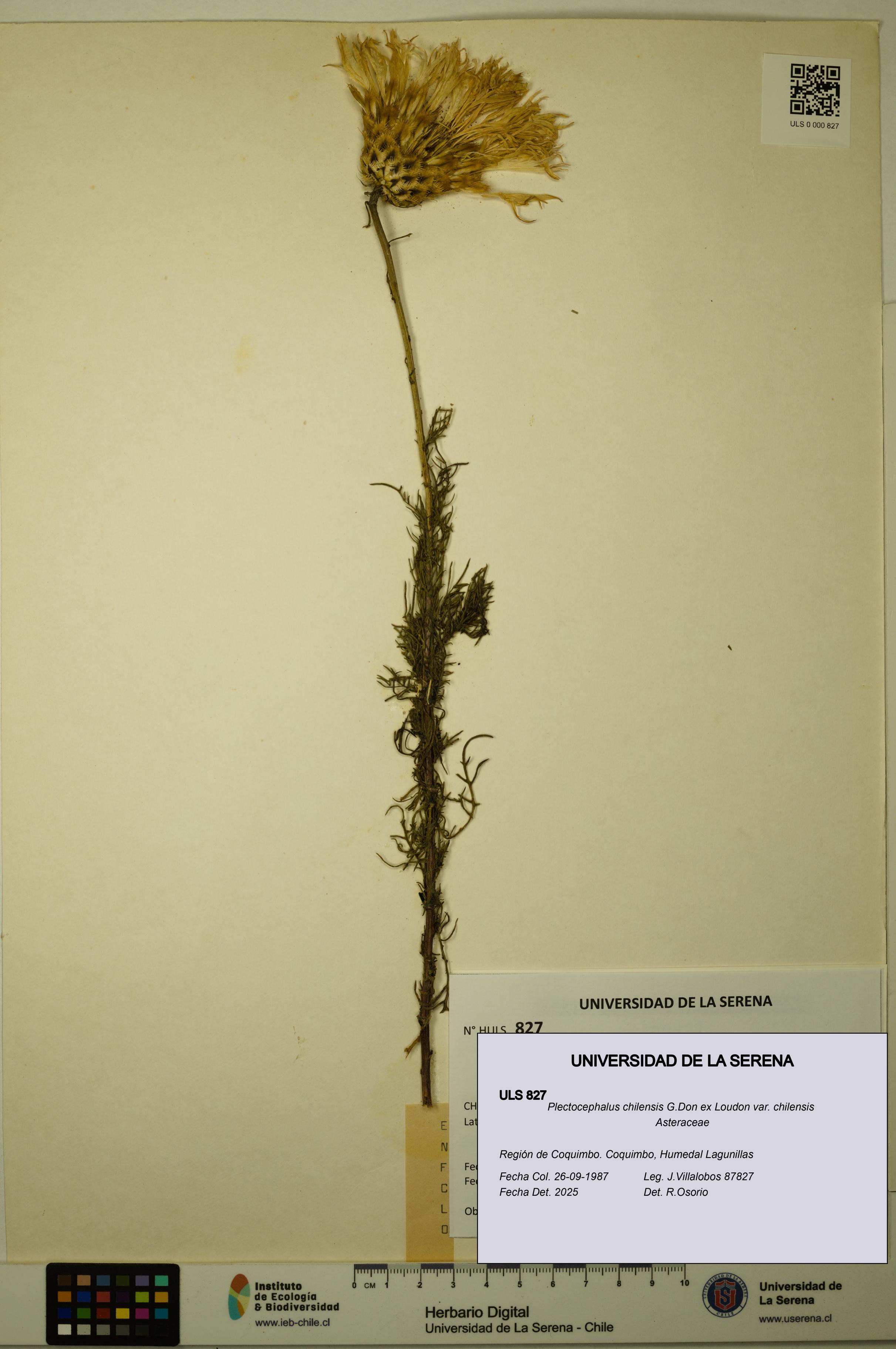 Plectocephalus chilensis var. chilensis [Espécimen: ULS:ULS:0000827]