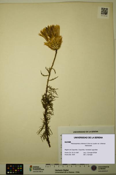 Plectocephalus chilensis var. chilensis [Espécimen: ULS:ULS:0000828]