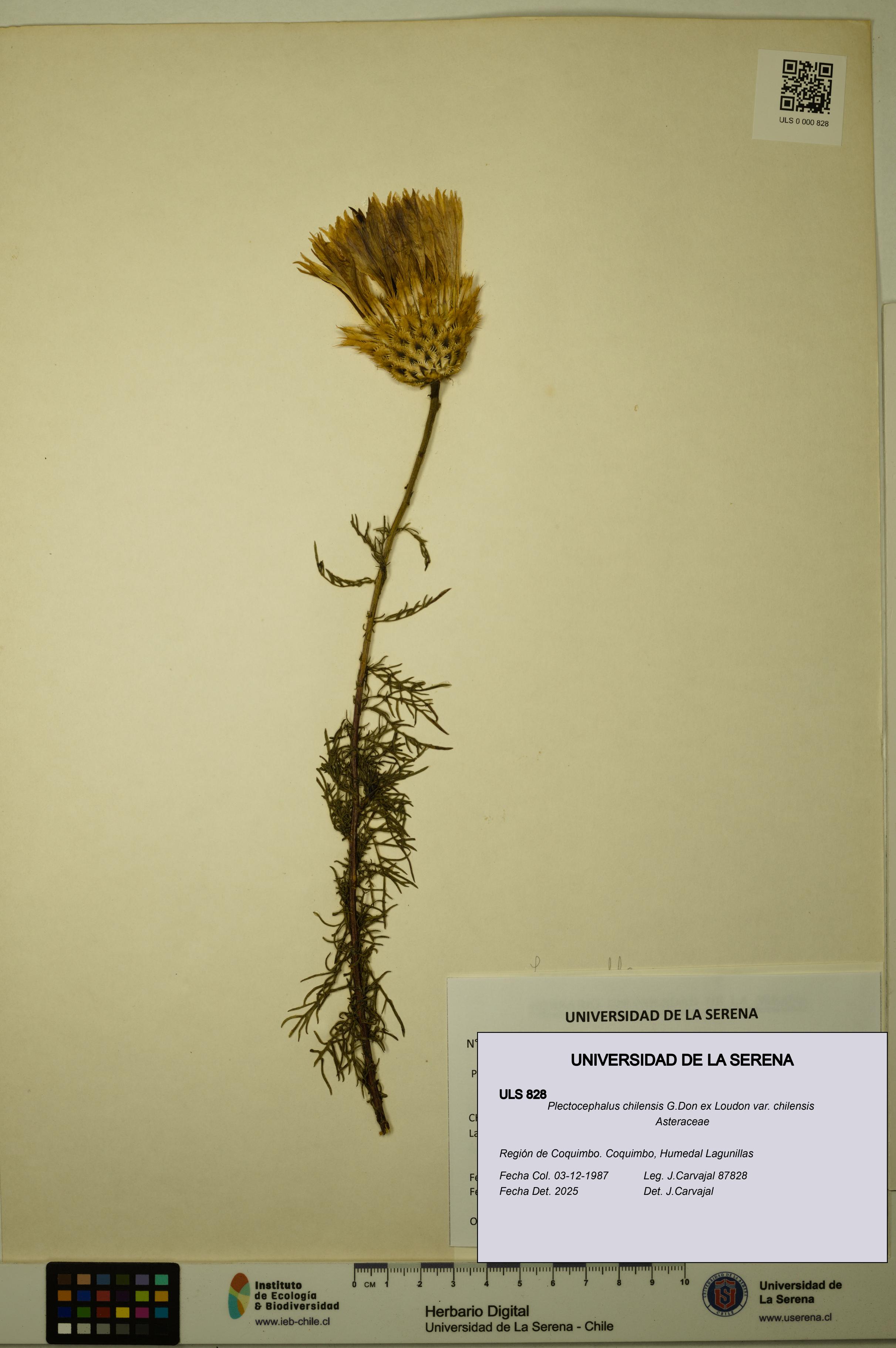 Plectocephalus chilensis var. chilensis [Espécimen: ULS:ULS:0000828]