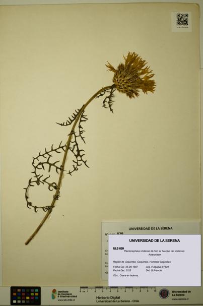 Plectocephalus chilensis var. chilensis [Espécimen: ULS:ULS:0000829]