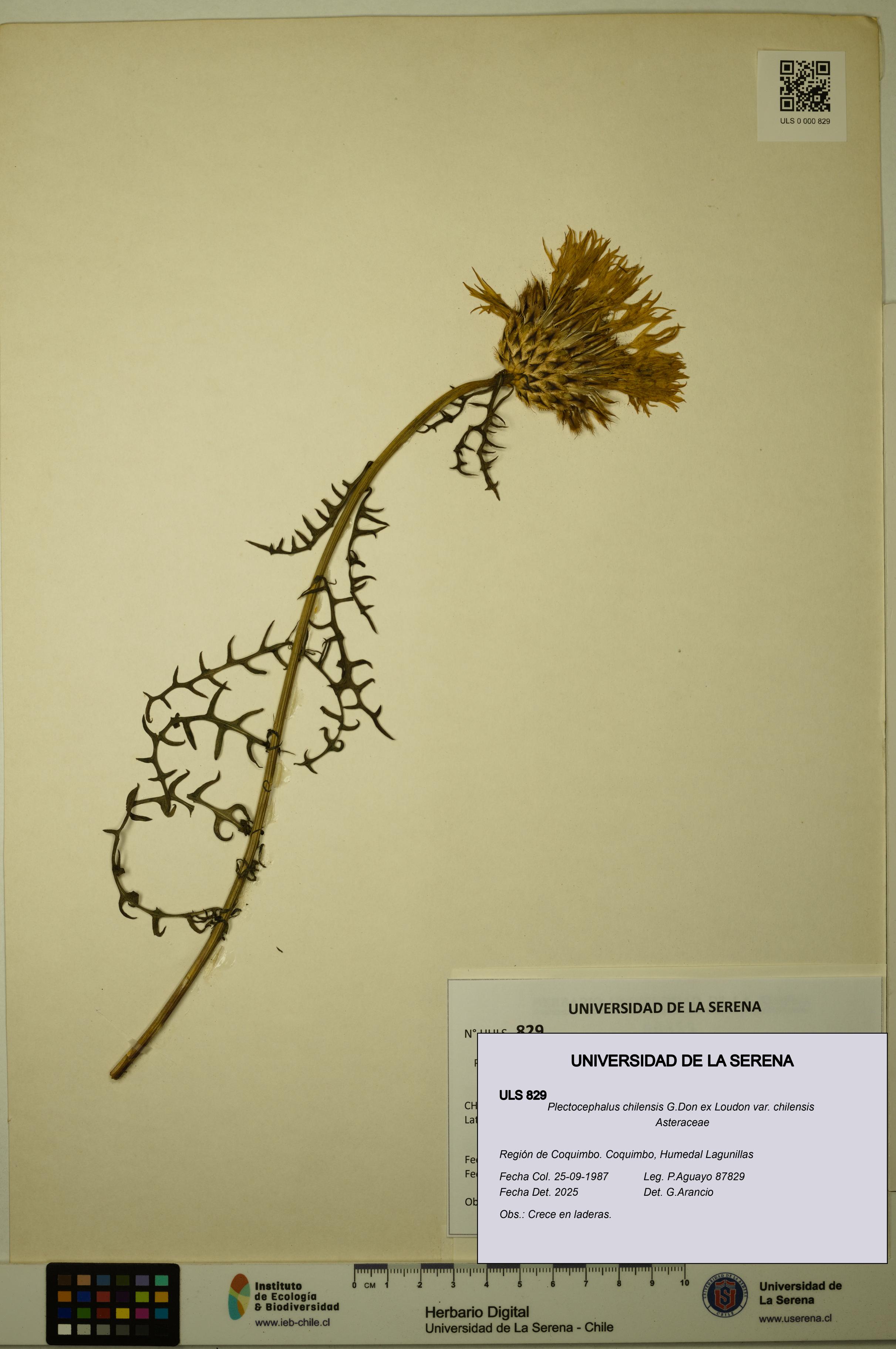 Plectocephalus chilensis var. chilensis [Espécimen: ULS:ULS:0000829]