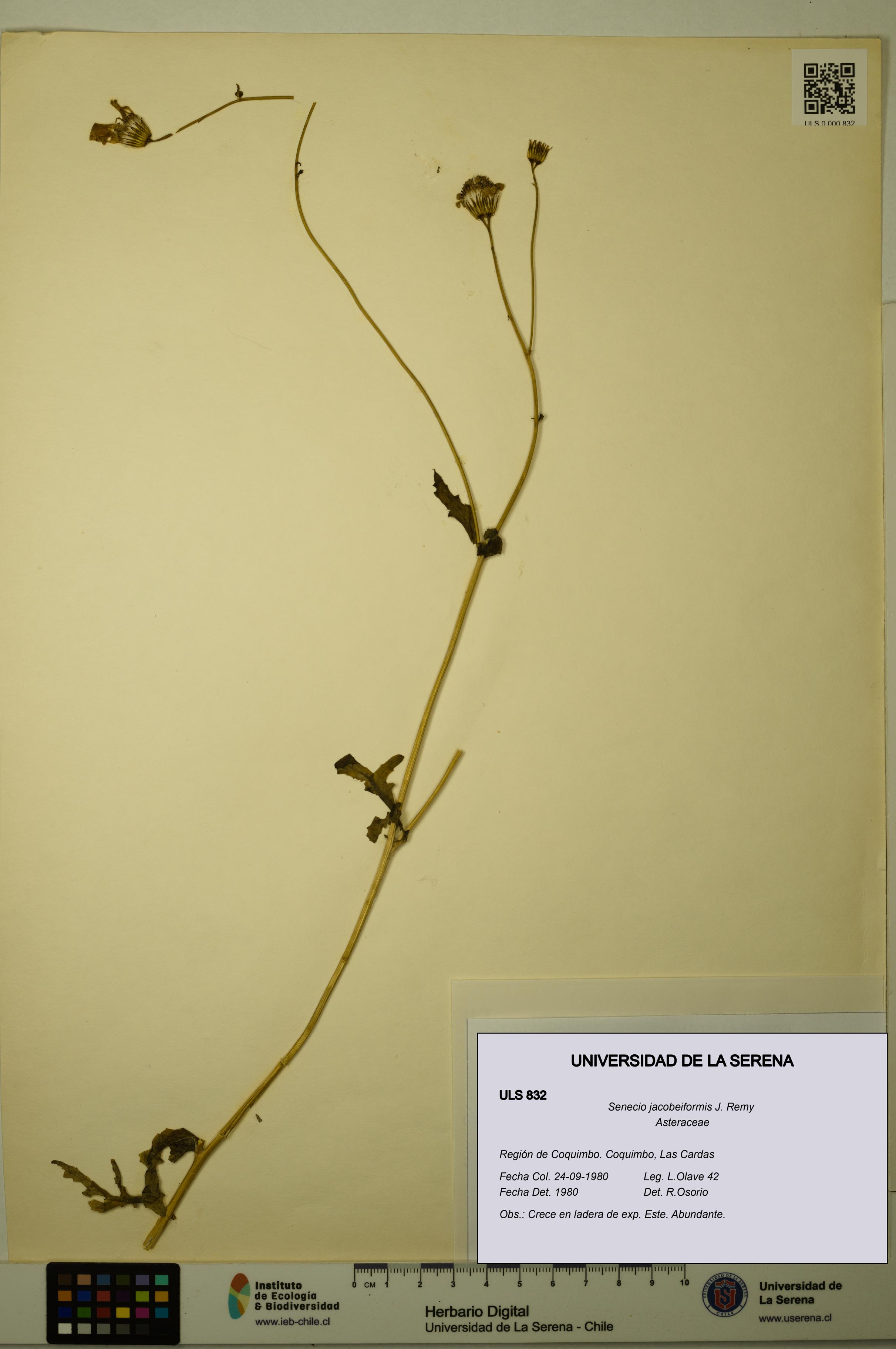 Senecio jacobeiformis [Espécimen: ULS:ULS:0000832]