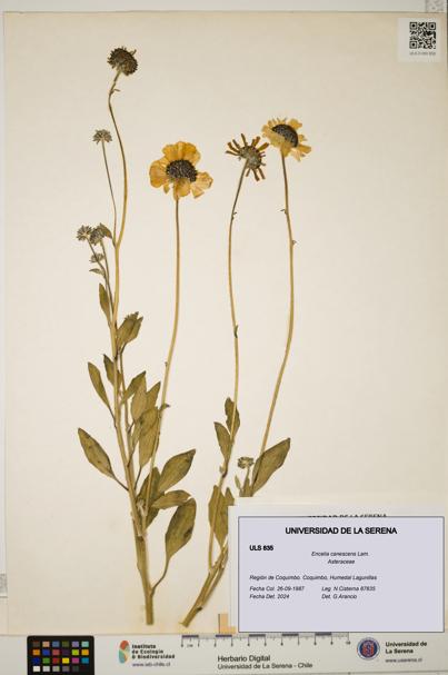 Encelia canescens [Espécimen: ULS:ULS:0000835]