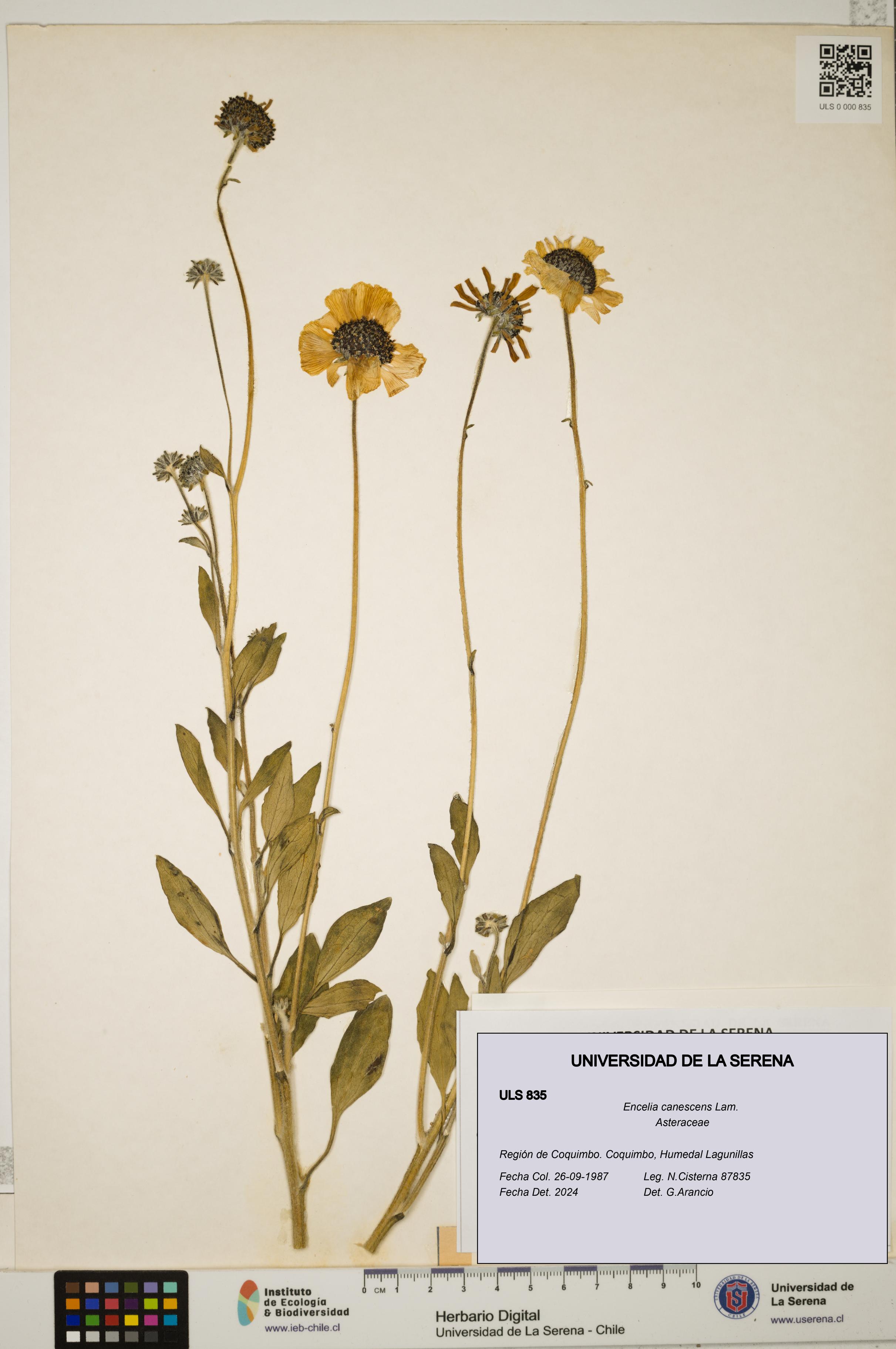 Encelia canescens [Espécimen: ULS:ULS:0000835]