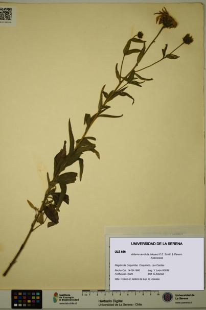 Aldama revoluta [Espécimen: ULS:ULS:0000836]