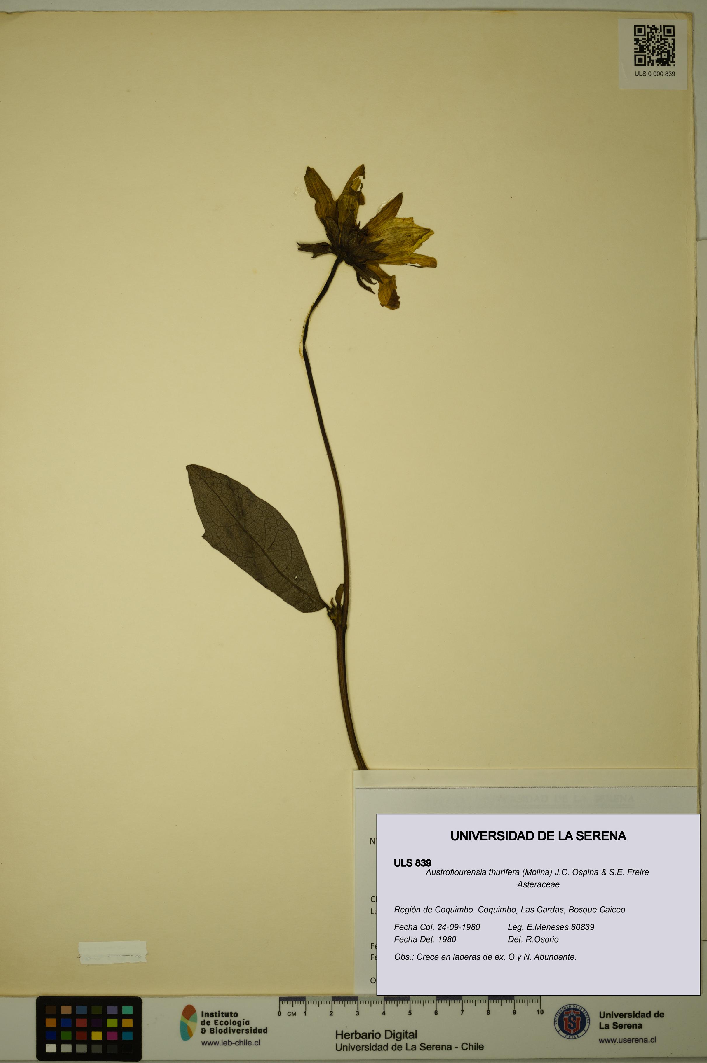 Austroflourensia thurifera [Espécimen: ULS:ULS:0000839]