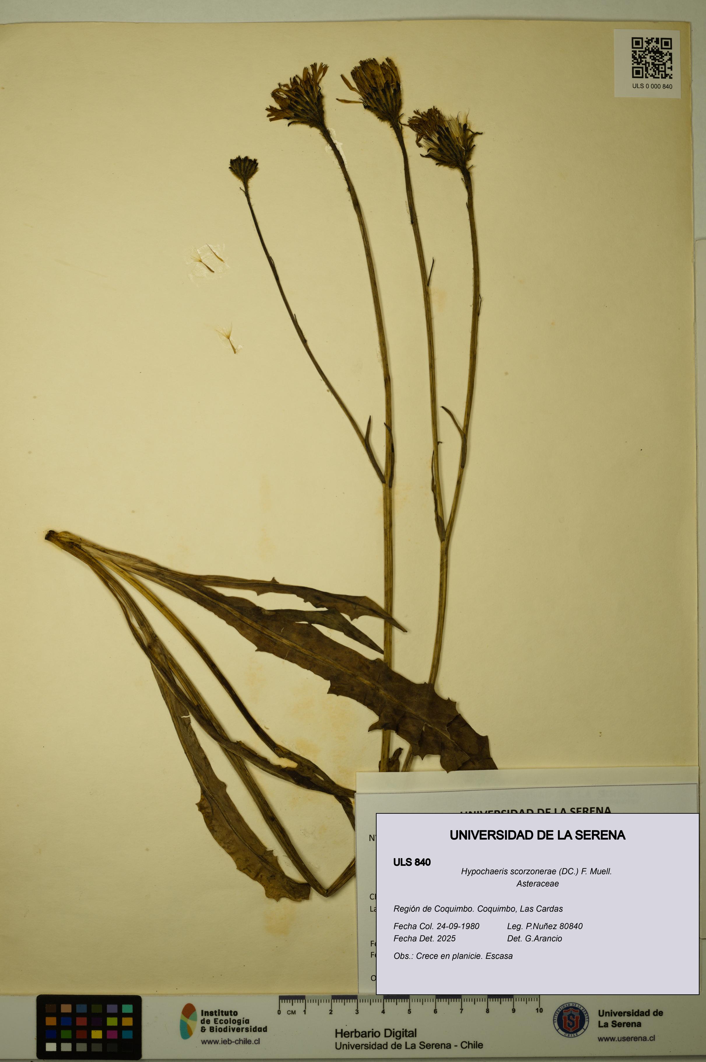 Hypochaeris scorzonerae [Espécimen: ULS:ULS:0000840]
